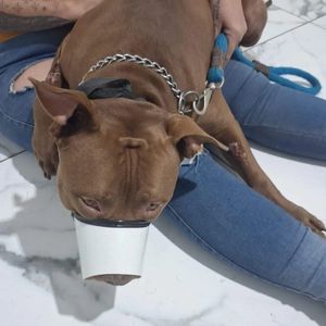 SOS salva shelby 🐾 vítima de invenenamento.