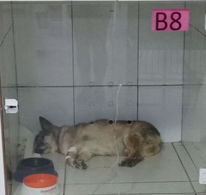 Sem Tratamento Ele Não Aguenta — Ajude Meu Velhinho