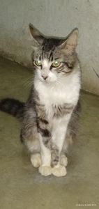 Vamos alimentar os bichinhos