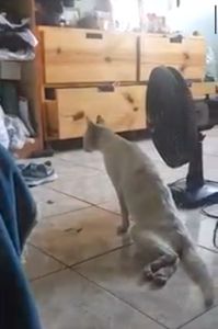 Ajude o tel a voltar a andar! 