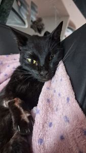 Ajude a Shuri a se Recuperar