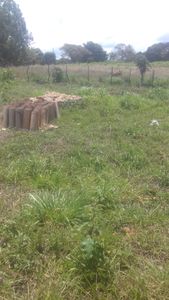 Onde nascerá minha casa 