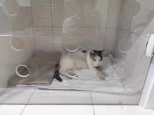 A Pequena Precisa de sua ajuda para voltar a andar