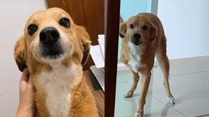 Marmelata, uma vida por outra salva!