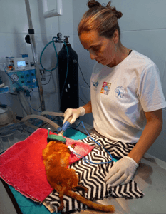 Criação de ONG para resgate de Micos Leões