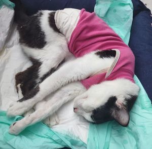 Ajude a Salvar a Meggy