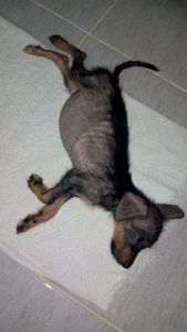 Ajudar animais de rua com alimentos e remédios