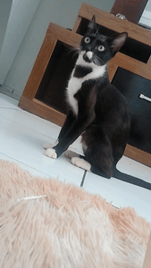 Lili precisa com urgência de uma cirurgia