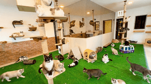 COMPRAR A CASA DOS 43 GATOS