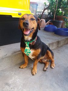 Ajude no tratamento do Toben