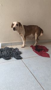 Bobina a cachorrinha grávida 