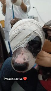 Chega de maus tratos! 