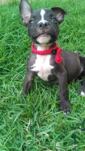 Salvamento de pitbul de rainhas de brigas