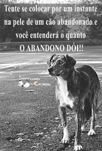 Animais Fora das ruas 