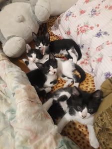 Arrecadação para vacinar gatinhos de rua