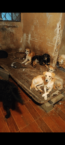 Me ajude  a salvar vidas 