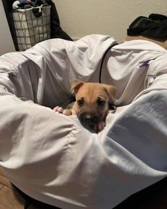 Corro risco de vida CINOMOSE 