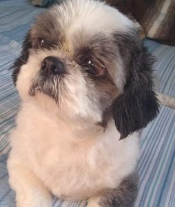 Campanha para cataratas do Bento