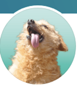 Novo Abrigo para o Espaço dos Vira-Latas!