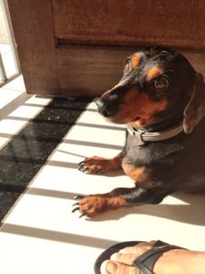 Ajude o boneco a vencer o calazar