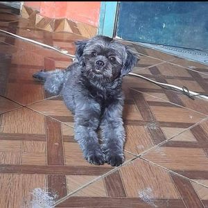 Dispesa para meus animais