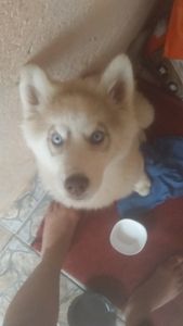 Ajude a salvar o meu cachorrinho thor que está 