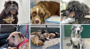 Ajudem ! Juntos somos mais fortes 🙏🏻