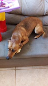 Ajuda para custos de Veterinário