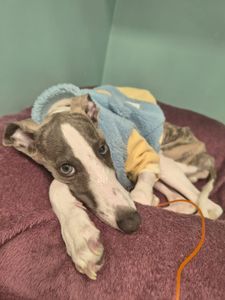 Ajude o Zé Fineco a lutar pela sua vida