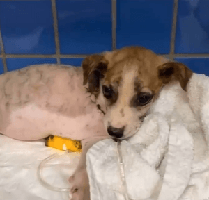 Cirurgia Próteses Do Bolinha