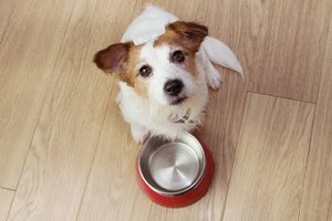 Doe amor! Doe ração! 