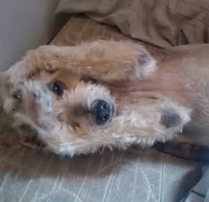 Ajuda ao tratamento do meu cachorro "Thor"