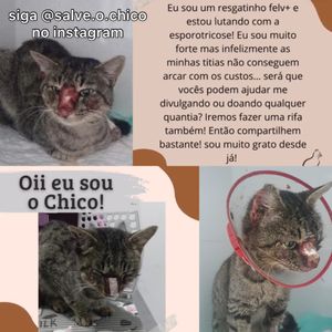 SALVE O CHICO 🐱