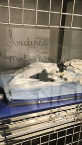 Salve gatinho Frederico 