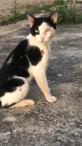 TRATAMENTO DE GATO COM ESPOROTRICOSE