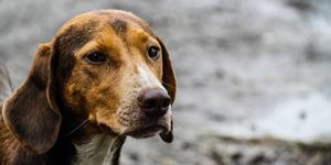 Campanha para resgatar animais em condições de abandono