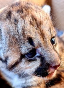 Ajude a Salvar as Oncinhas 