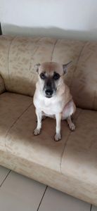 Kira Precisa de Cirurgia!