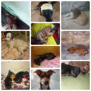 ABRIGO PETS DA LAÍS 