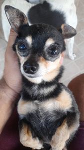 Cirurgia de Catarata do Johnny