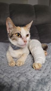 Ajude a Mikasa a Superar os Desafios Pós-Operatórios e Combater a Leucemia Felina