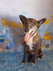 Ajuda para pagar os custos da cirurgia que a Suria fez 