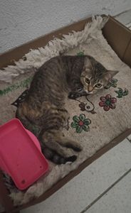 Ajuda para Nega voltar a andar