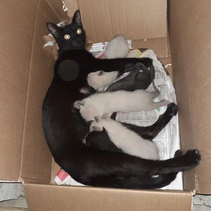 Nossa Turminha precisa de ração para 🐱 gatos 