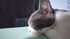 Ajude a gatinha sophie contra o câncer de mama!