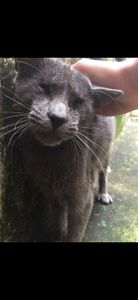 Ajudem o ceguinho a viver com dignidade e sem dor. 