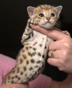 cirurgia do meu gatinho 