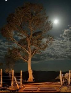 Publicação do livro de poema: Onde cantam os pardais