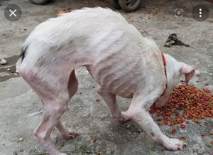 Ajude o amiguinho de 4 patas que vive nas ruas