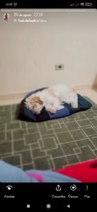 Ajudem que eu possa fica com meu pet 